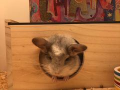 -龙猫仔乐园(惠福东路店)