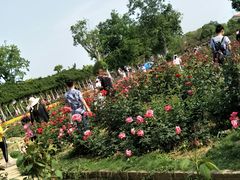 -武汉紫薇都市田园