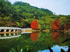-深圳仙湖植物园