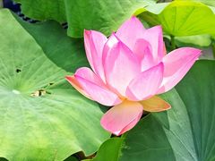 -莲花池公园