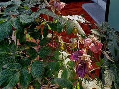 -小王府(什刹海店)