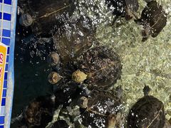 -顺德南宏海立方海洋公园