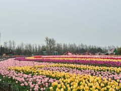 -荷兰花海