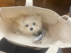 -博特宠物医院24h犬猫全科.骨科·异宠