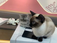 -喵园·猫主题咖啡厅·撸猫·猫咖(国贸店)