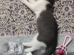 -lincat·猫舍(广州店)