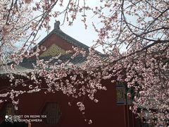 -桃花堤公园