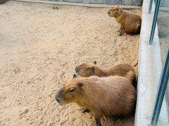 -西霞口神雕山野生动物世界