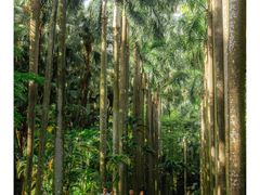 -中国科学院华南植物园