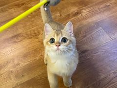 -东方名猫馆·英短金渐层布偶猫舍(环线广场1号楼店)