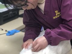 -顺强宠物诊所·狂犬免疫·夜诊·骨科(嘉定店)
