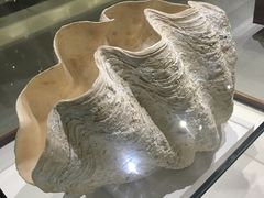 -青岛贝壳博物馆