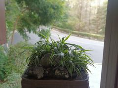 -深圳仙湖植物园