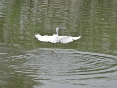 -新江湾城公园