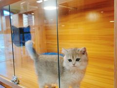 -猫十亿·布偶金渐层·曼基康矮脚猫舍(青年路店)