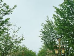 -长田漾湿地公园