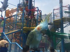 -苏州乐园森林水世界