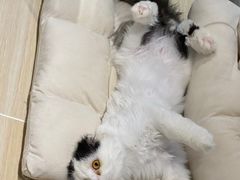 -momokira米努特·德文卷毛猫·棉花面纱犬