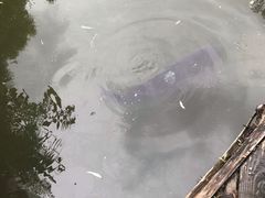 -大鹅岛绿色生态美食园