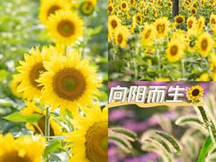 -上海杨姆庄园