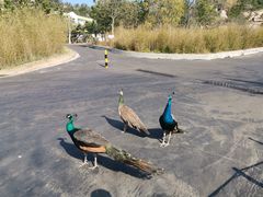 -西霞口神雕山野生动物世界