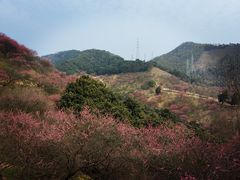 -新建村梅花