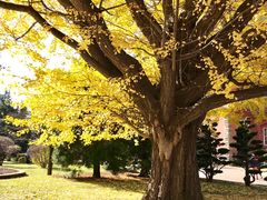 -北海道厅旧本厅舍(旧本庁舎)