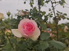 -都江堰玫瑰花溪谷