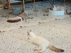 -喵喵咪呀布偶猫咖(春熙路店)