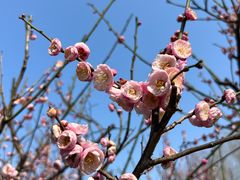 -新虹桥中心花园
