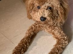 -派多格宠物·购宠(靛厂路店)