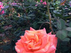 -人民公园(罗湖区)