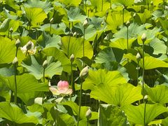-墨尔本皇家植物园