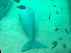 -悉尼海洋生物水族馆