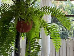 -野蔓果·山野菜(西湖景区·龙井茶田店)