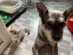 -老吴的猫·猫舍(新区店)
