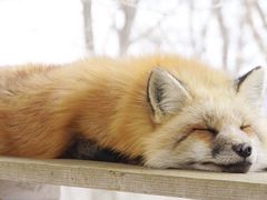 -宫城藏王狐狸村