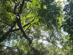 -广西壮族自治区药用植物园
