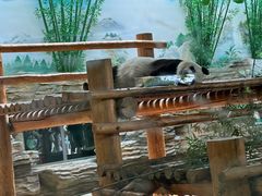 -西霞口神雕山野生动物世界