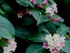 -国家植物园