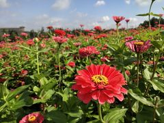 -莲花山花海