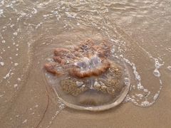 -辽宁团山国家级海洋公园