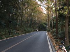 -龙井村