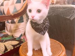 -猫色咖啡·猫咖