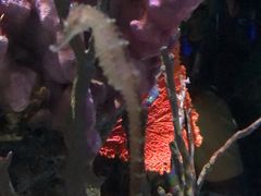 -暹罗海洋世界