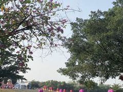 -松山湖梦幻百花洲