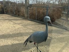 -盐城丹顶鹤湿地生态旅游区