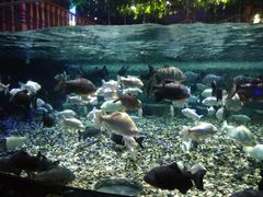 -成都浩海立方海洋公园