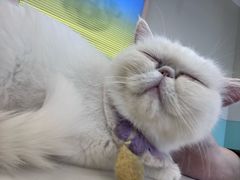 -怪兽屋·羊驼·猫咖·狗咖(俊华广场店)