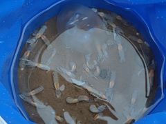 -东戴河风景区-止锚湾